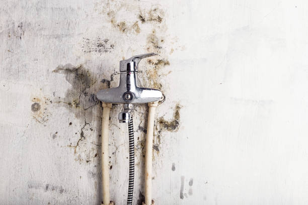 Best Mold Inspection  in Parkwood, WA