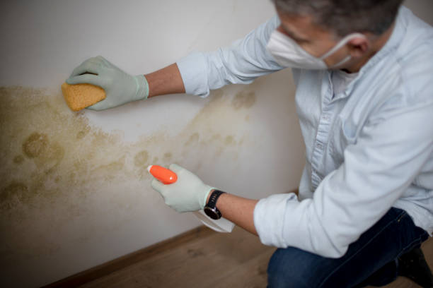 Parkwood, WA Mold Removal Company