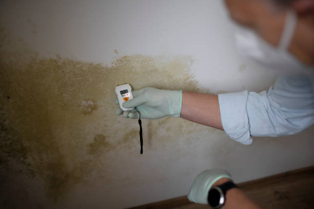 Best Emergency Mold Removal  in Parkwood, WA