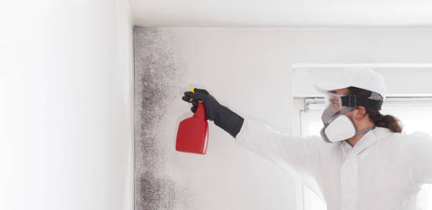Best Emergency Mold Removal  in Parkwood, WA
