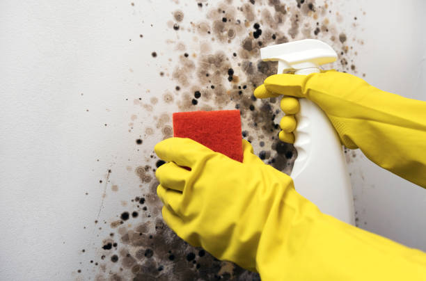 Best Best Mold Removal Companies  in Parkwood, WA