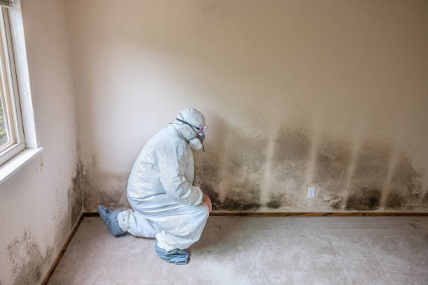 Best Office Mold Removal Services  in Parkwood, WA