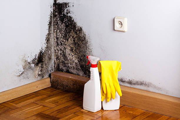 Attic Mold Removal in Parkwood, WA