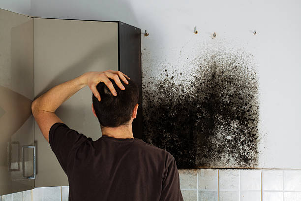 Best Affordable Mold Removal  in Parkwood, WA