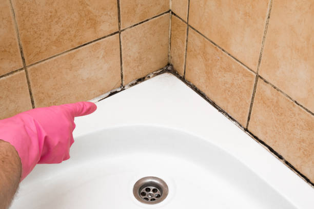 Best Mold Cleaning Services  in Parkwood, WA