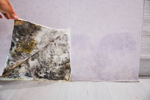 Best Commercial Mold Removal  in Parkwood, WA